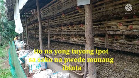 normal na ipot ng manok|TECHNIQUE PARA MADALING MATUYO ANG IPOT NG .